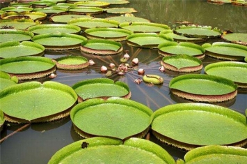 世界上叶子最大的水生植物 王莲（可同时承载几个孩子）