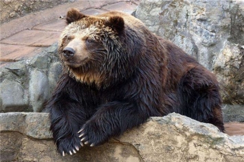 世界上最大的熊Top10 科迪亚克棕熊上榜第二可达800Kg