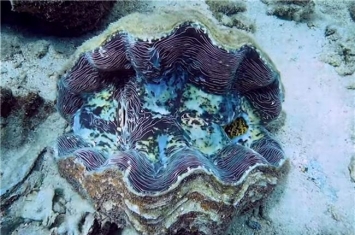 世界上体型最大的双壳动物 巨蛤,能吃的贝壳类海鲜
