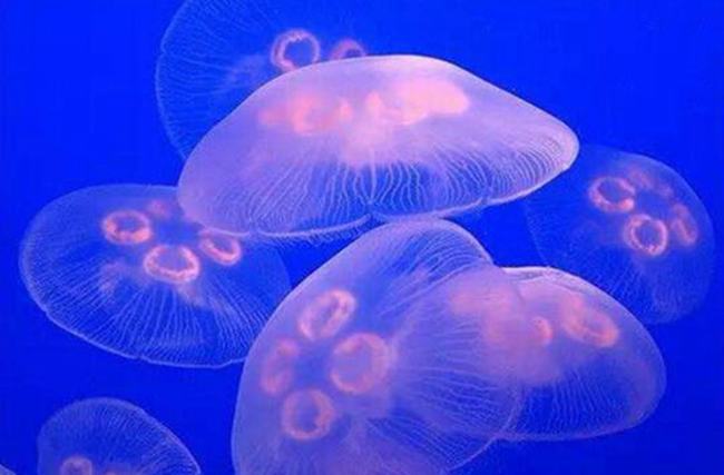 赤月水母也就是海蜇 被称为海产八珍之一（营养丰富）