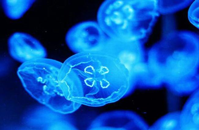 淡水水母生活习性 喜欢生存在水质高的区域