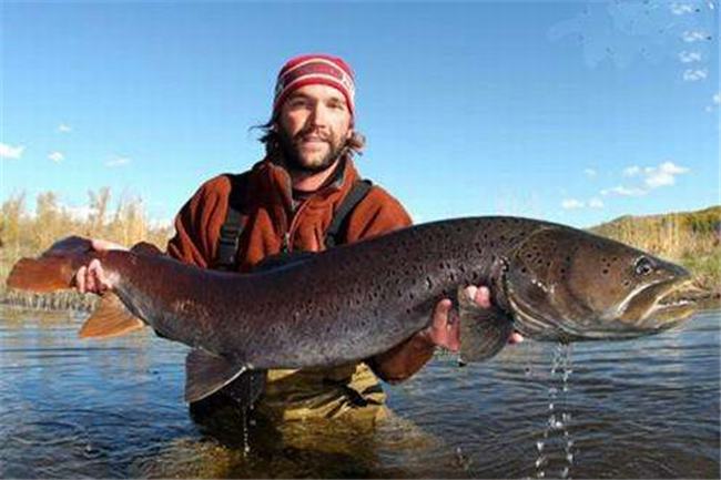 世界上最大的哲罗鱼 又称大红鱼（身体长度可达15米）