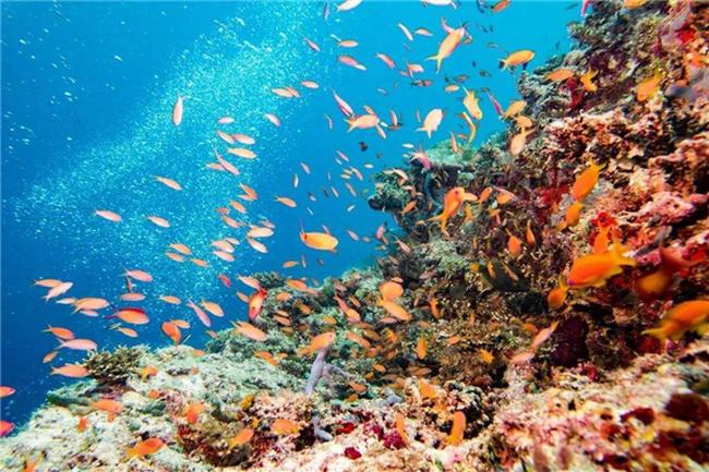 世界上最大的大堡礁 位于澳大利亚的大堡焦