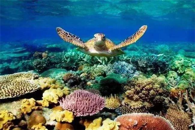 世界上最大的大堡礁 位于澳大利亚的大堡焦