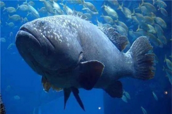 世界上最大的龙趸鱼 体重超过1500kg,汕头渔民捕捉