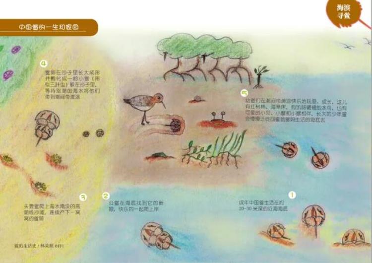 灵芝蟹是保护动物吗,已灭绝的海怪