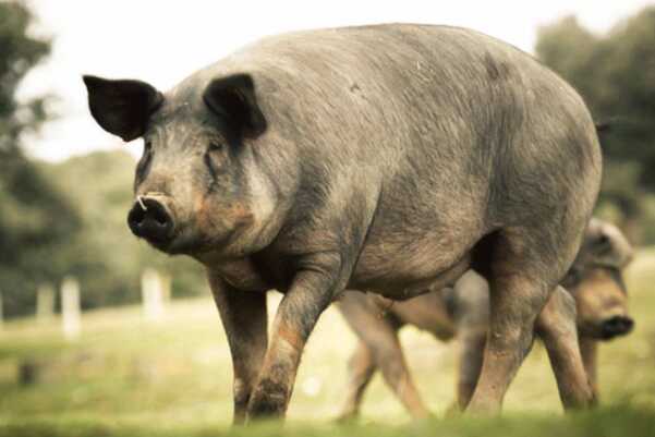 世界上最好的猪品种:伊比利亚黑猪，橡果培育(火腿3.1万)