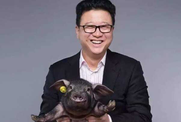 世界上最好的猪品种:伊比利亚黑猪，橡果培育(火腿3.1万)