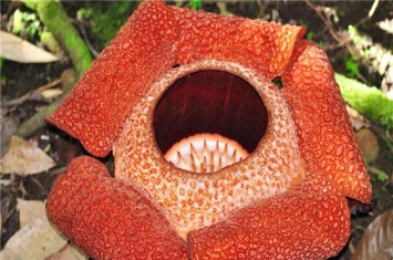 世界上体型最大的花 大王花,被称之为“世界花王”