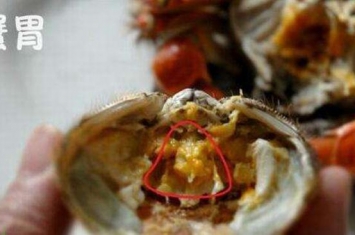 螃蟹四不吃需要注意 螃蟹这四个部位是不能吃的