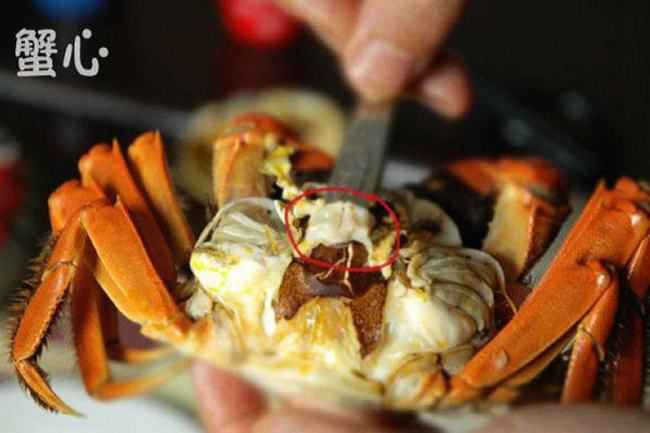 冰冻的死螃蟹能吃吗?吃死螃蟹对身体有哪些危害
