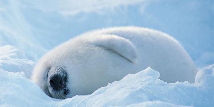 刚出生的竖琴海豹「为什么海豹出生10天就被妈妈抛弃」