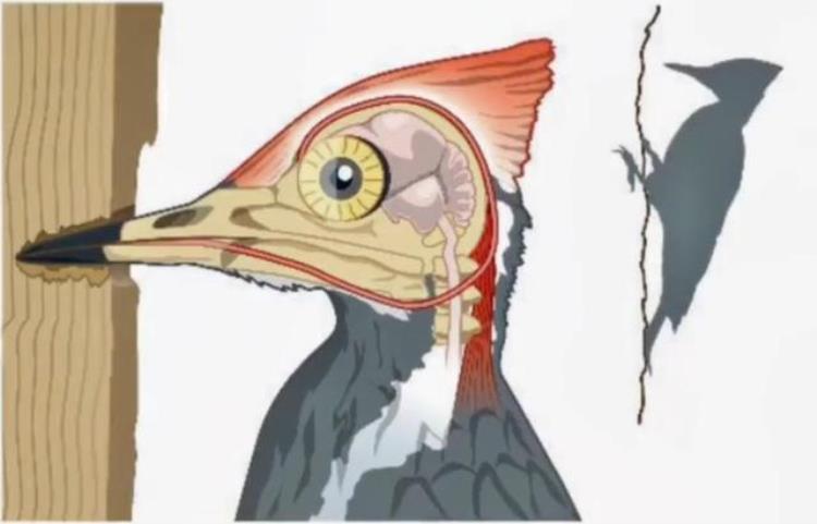 啄木鸟的特征有哪些,啄木鸟的身体特征