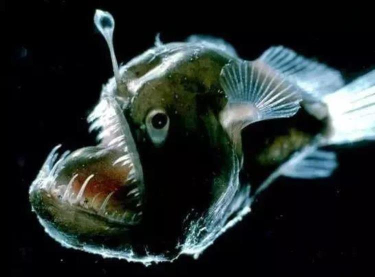 可爱的灯笼鱼,最丑鮟鱇鱼
