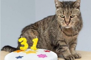 世界上寿命最长的猫：来自美国的Cream Puff，活了38年零3天