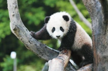 大熊猫为什么是国宝?!,大熊猫为什么被称为国宝的原因