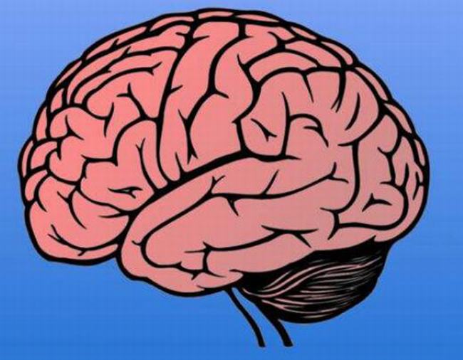 左脑和右脑的区别有哪些?哪边大脑发达的人更聪明