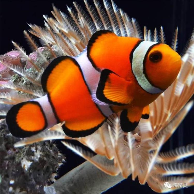 小丑鱼的鱼百科,最好养的小丑鱼是哪种