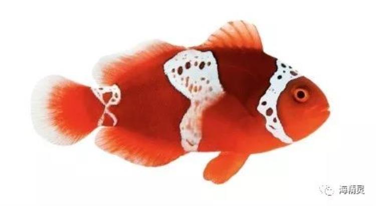 小丑鱼的鱼百科,最好养的小丑鱼是哪种