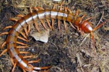 世界上毒性最强的蜈蚣:哈氏蜈蚣，被咬后要及时就医