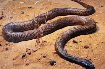 世界上毒性最强的蛇: 细鳞太攀蛇，比响尾蛇强300倍