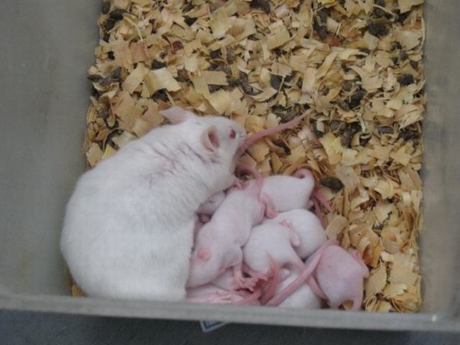 为什么用小白鼠做实验?小白鼠做实验的原因有哪些