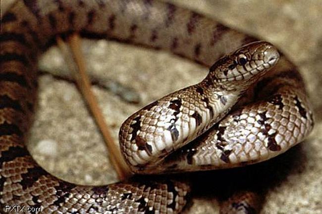蛇獴为什么不怕蛇毒?蛇獴体内对蛇毒免疫不会中毒