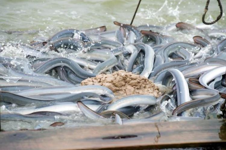 市面上的鳗鱼是真的吗,国产鳗鱼出口日本