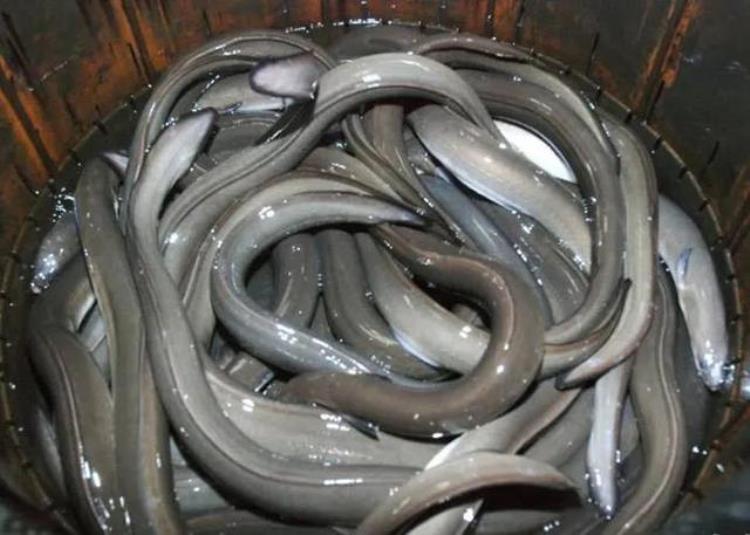市面上的鳗鱼是真的吗,国产鳗鱼出口日本