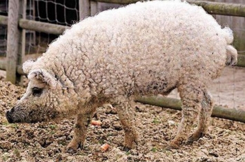 草泥猪是什么动物?毛发卷曲细密像绵羊的猪(绵羊猪)