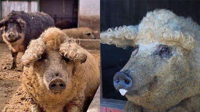 草泥猪是什么动物?毛发卷曲细密像绵羊的猪(绵羊猪)