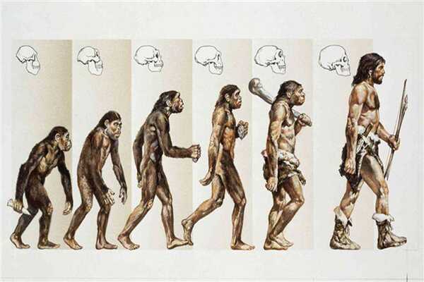 已经证实人类不是由猿猴进化来的?达尔文进化论漏洞频出