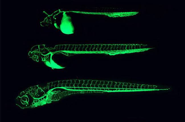 荧光斑马鱼是什么鱼?荧光斑马鱼为什么会发光