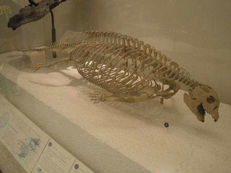 海龟一样的恐龙(侏罗纪世界时期有什么恐龙)