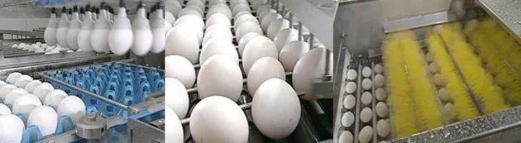 生鸡蛋能吃么生鸡蛋的功效与作用,食用生鸡蛋有好处么