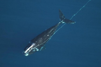鲸鱼死亡后鲸落,鲸鱼被绳索困了多少年