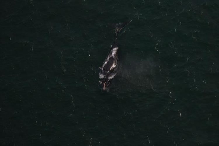 鲸鱼死亡后鲸落,鲸鱼被绳索困了多少年