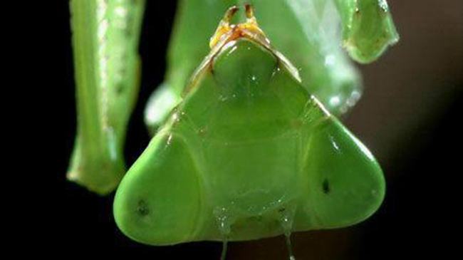 世界上最厉害的螳螂 非洲绿巨螳螂,蛇类都是手下败将