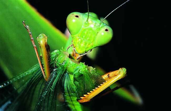 世界上最厉害的螳螂 非洲绿巨螳螂,蛇类都是手下败将