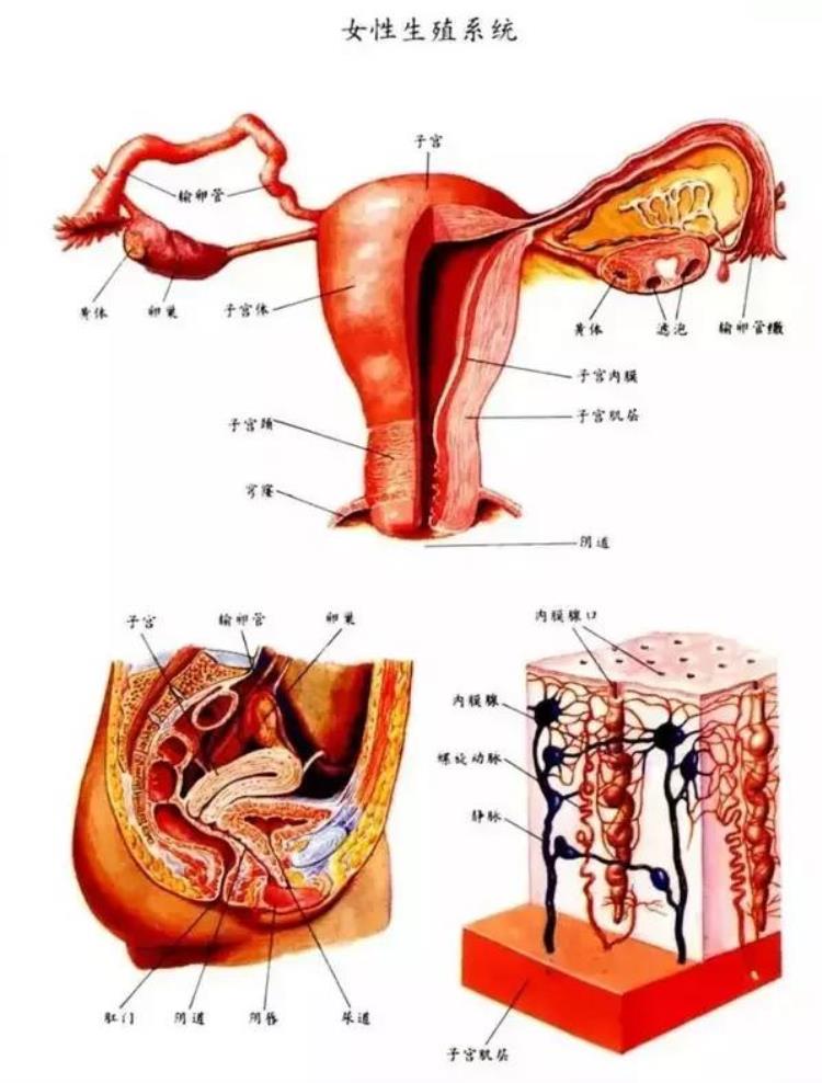 女性生殖系统重点内容总结图,女性泌尿系统百科知识
