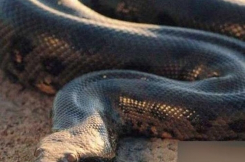 世界上最大的蛇四川发现据说有55米罕见巨蟒是真的吗「四川最大的蛇有多大」