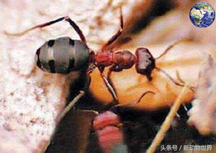 食蚁兽被什么动物吃掉,食人蚁和食蚁兽谁能存活