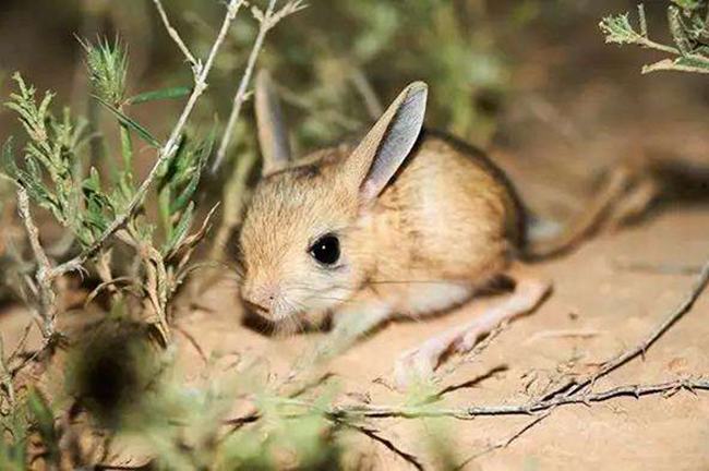 沙漠中的米老鼠长耳跳鼠：体型娇小耳朵大而长相当可爱