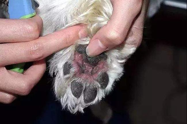 狗狗为什么会舔自己的爪子？难道只是为了卖萌吗
