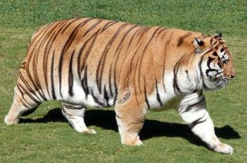 世界上最胖的老虎，俗称“搞笑胖虎”（印象深刻）
