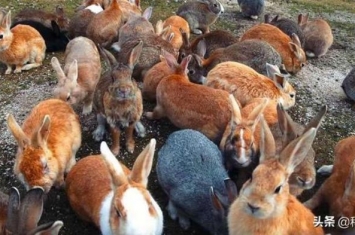 澳大利亚人为什么不吃野兔,澳洲成灾的野兔