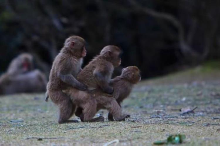 动物是怎么交流配的猴子「盘点令人瞠目动物交配猴子群交与猫乱伦(图)动物」