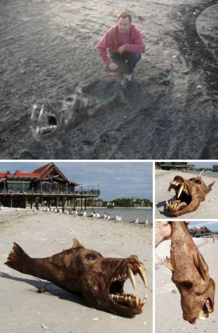 8种奇特海滩怪兽难道是外星人吗,海滩上的神秘怪兽