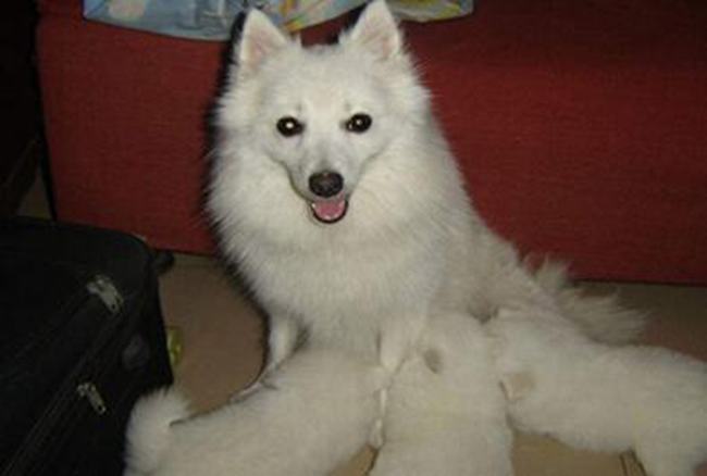 银狐犬和萨摩的区别 两者面部毛发都不同