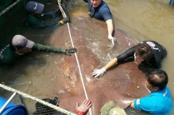巨型黄貂鱼,体型最大的淡水鱼排名